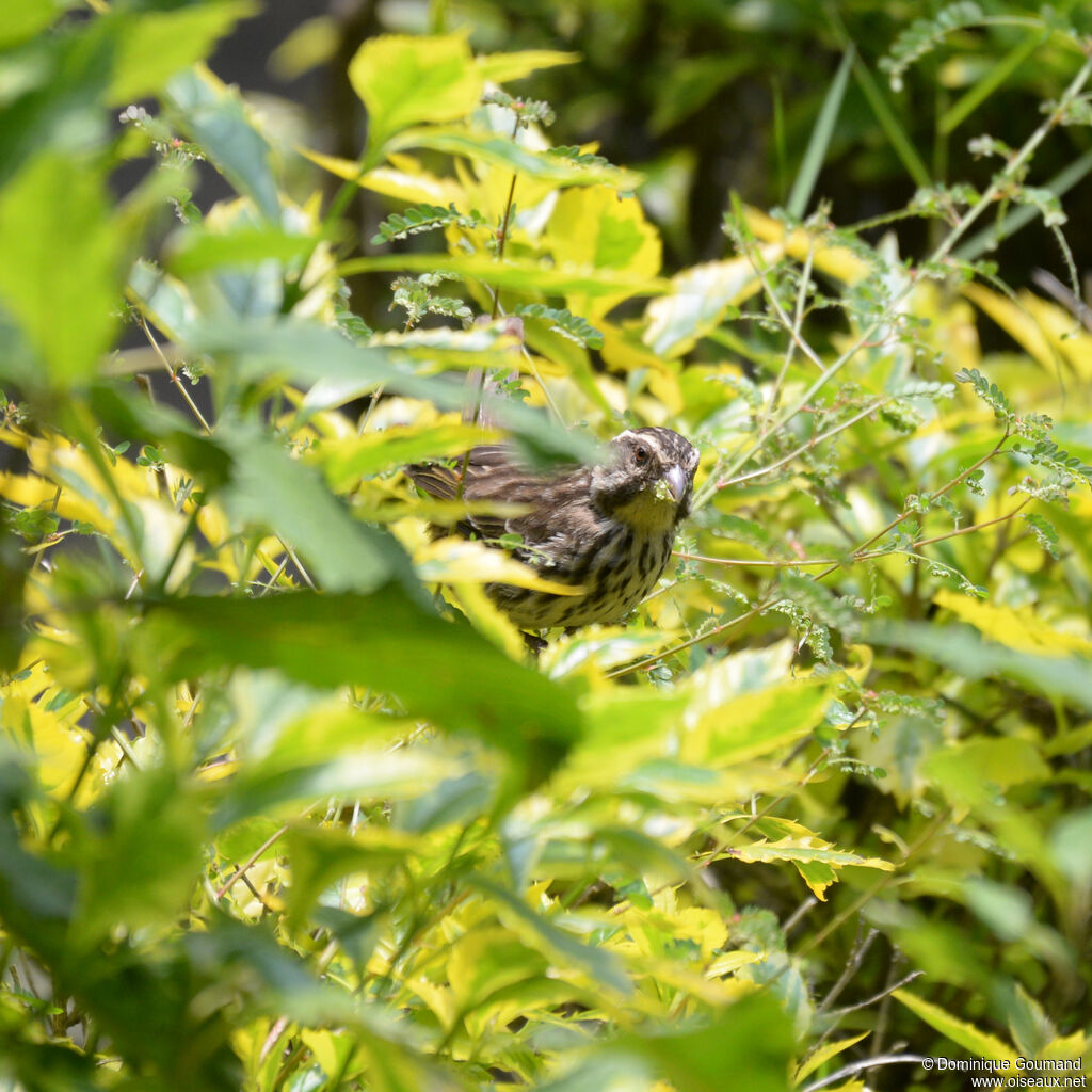 Streaky Seedeateradult, identification, eats