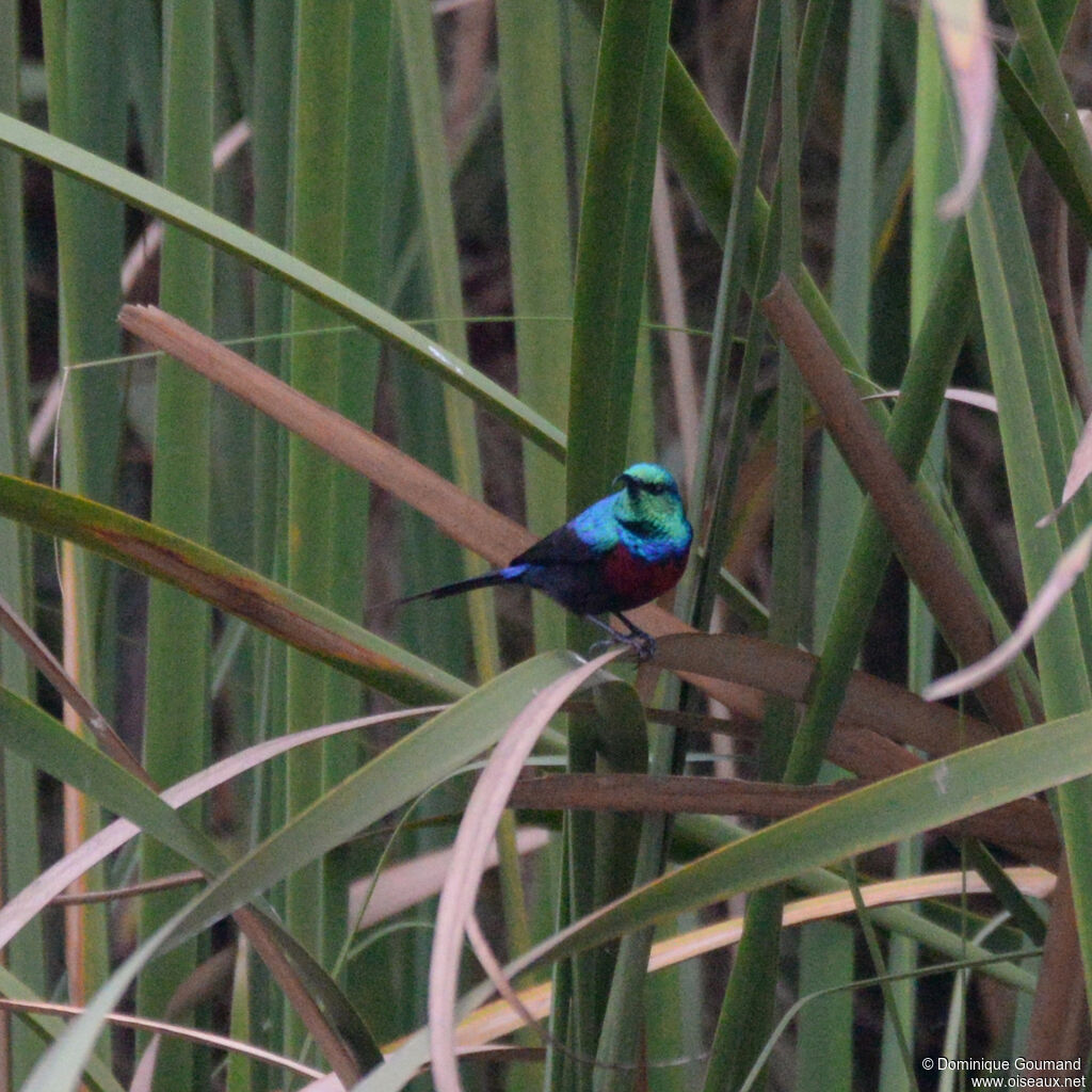 Red-chested Sunbird male adult, habitat