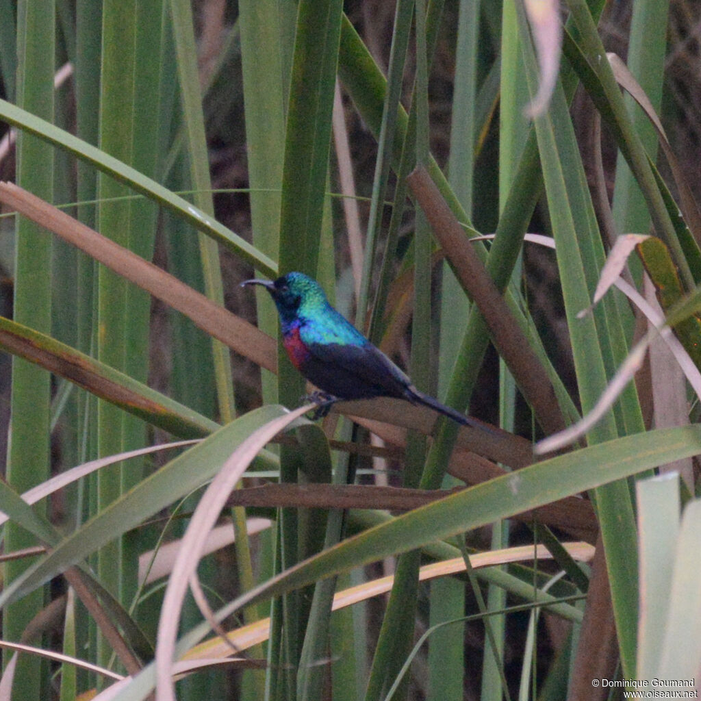 Red-chested Sunbird male adult, habitat