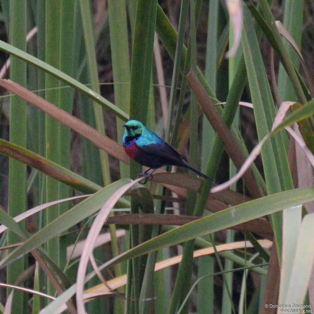 Red-chested Sunbird male adult, habitat
