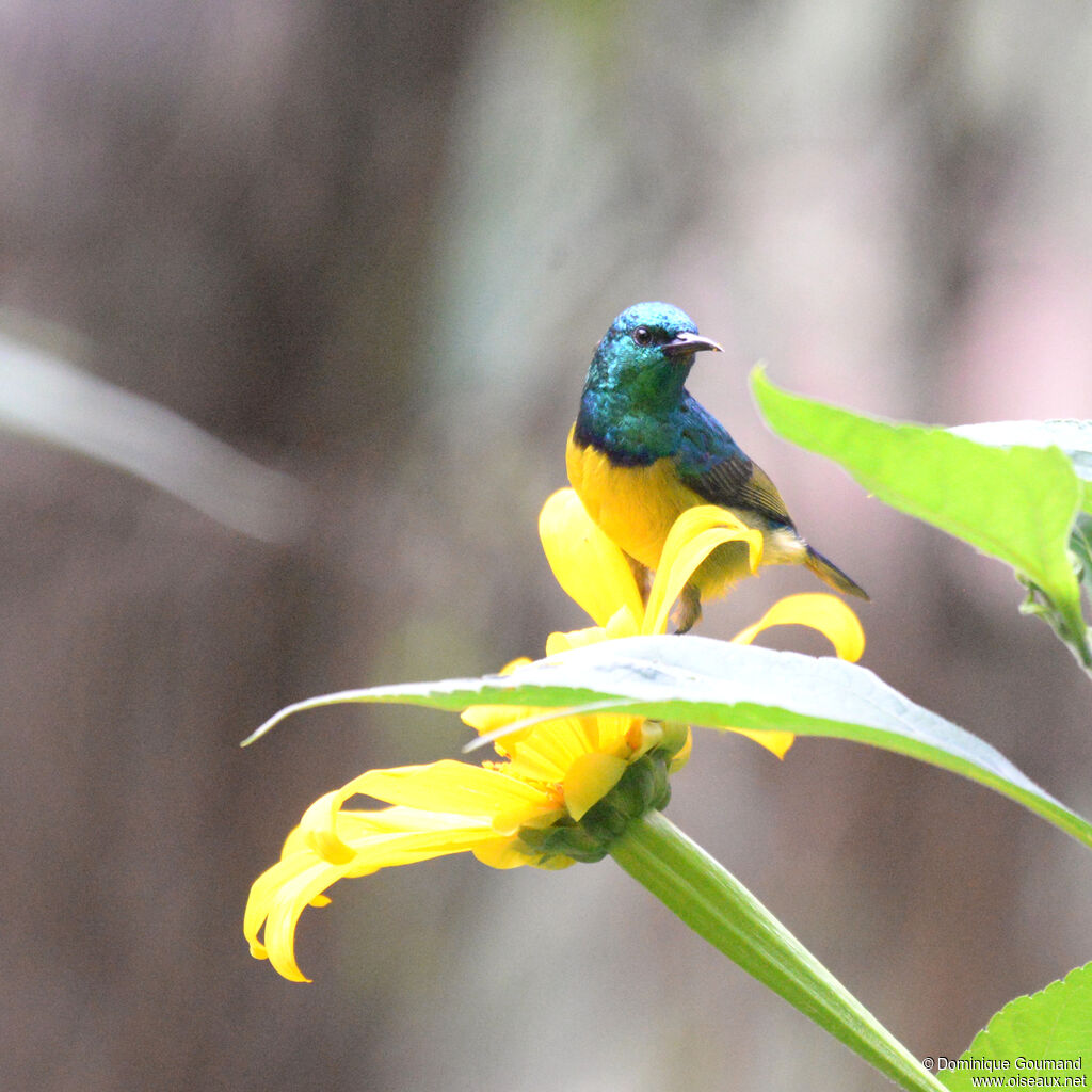 Collared Sunbird male adult breeding, identification