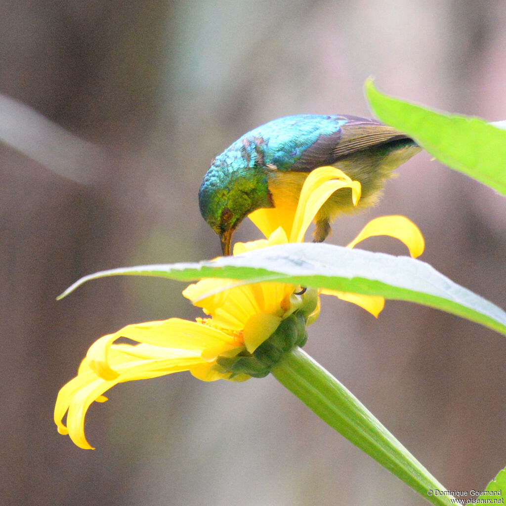 Collared Sunbird male adult breeding, close-up portrait, eats