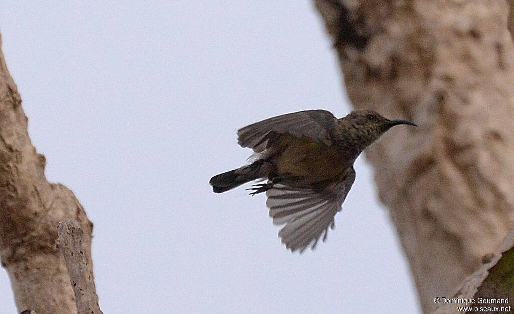 Variable Sunbird female adult, Flight