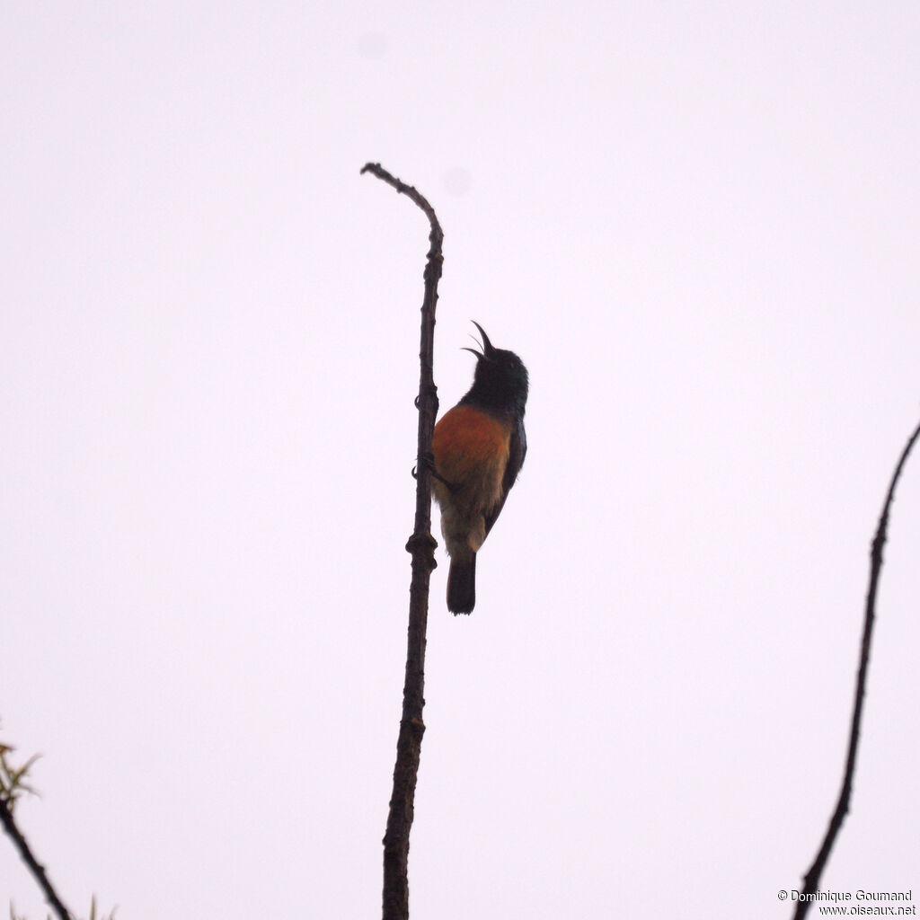 Variable Sunbirdadult, identification