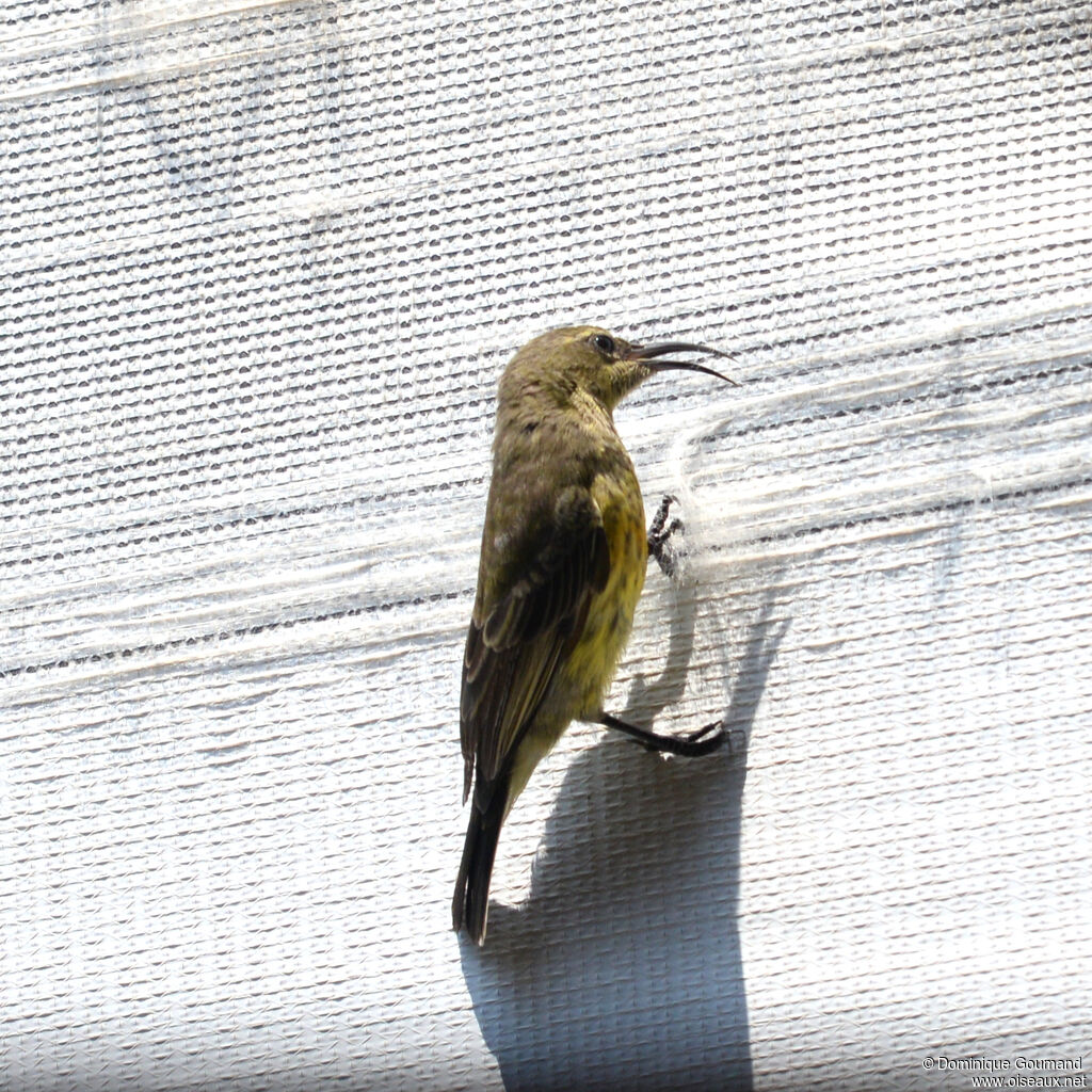 Bronze Sunbird female adult, identification