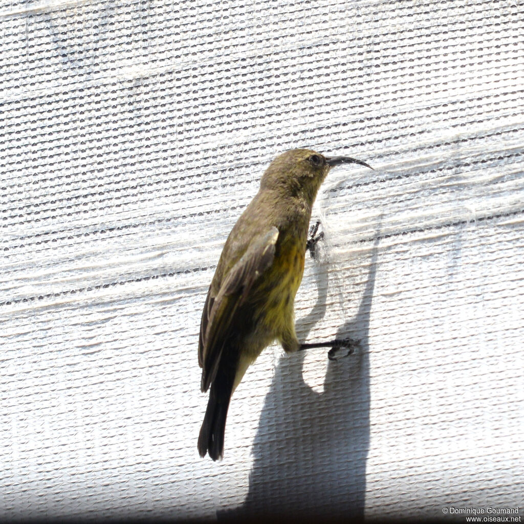 Bronze Sunbird female adult, identification