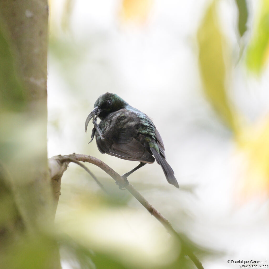 Bronze Sunbird male adult, identification