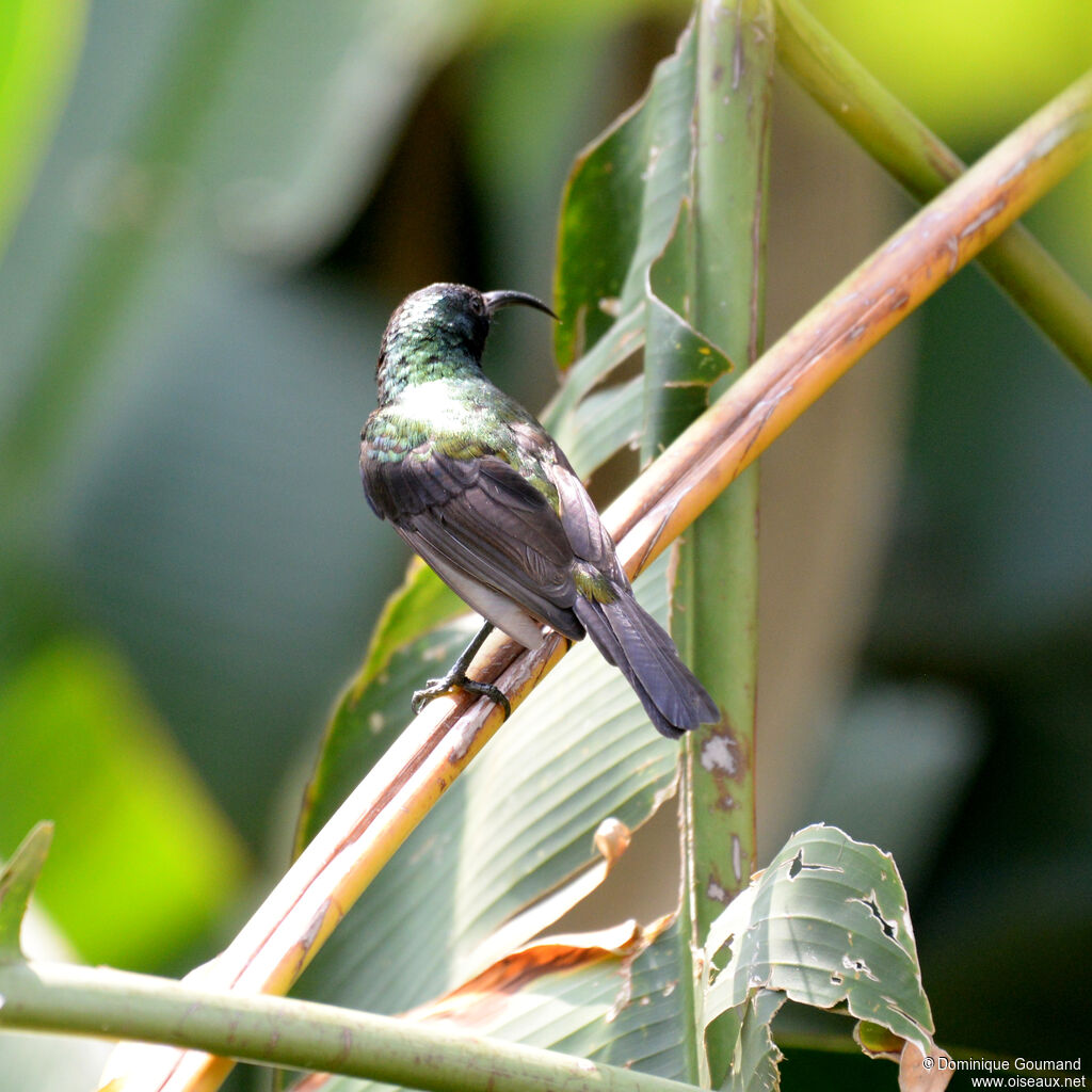 Bronze Sunbird male adult, identification
