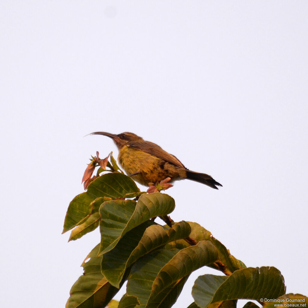 Bronze Sunbird female adult, identification