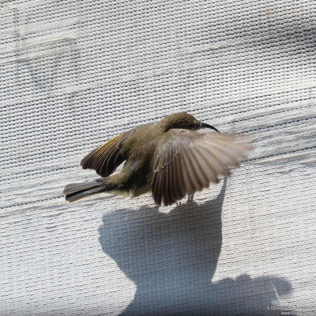 Bronze Sunbird female adult, Flight