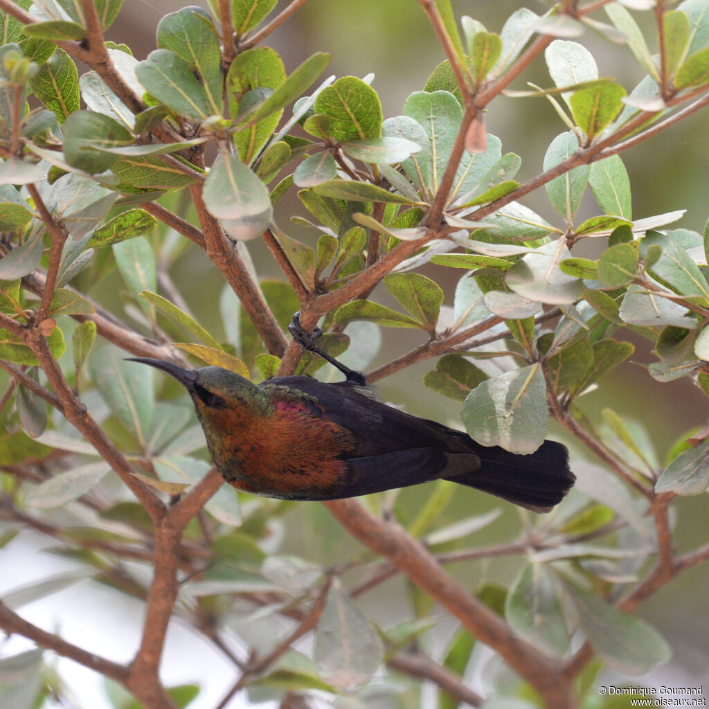 Copper Sunbird male adult, identification