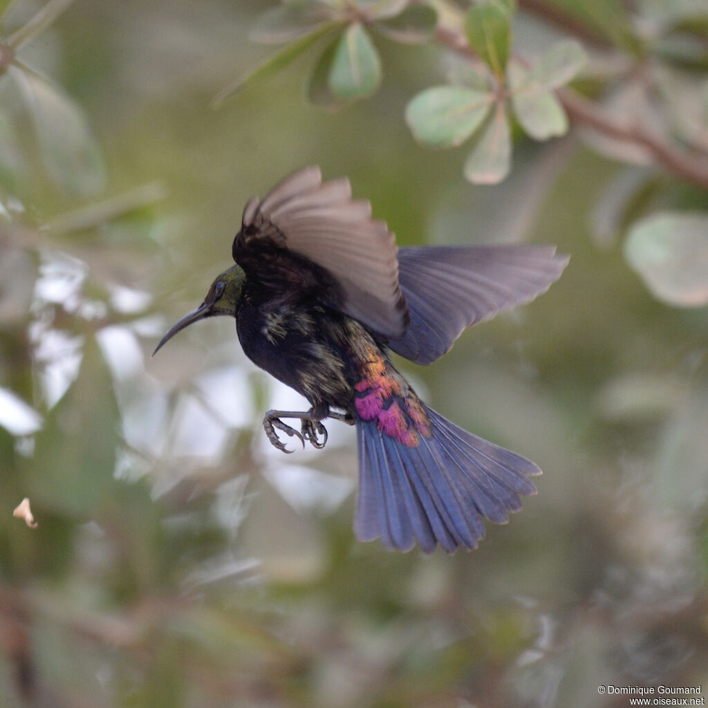 Copper Sunbird male adult, Flight