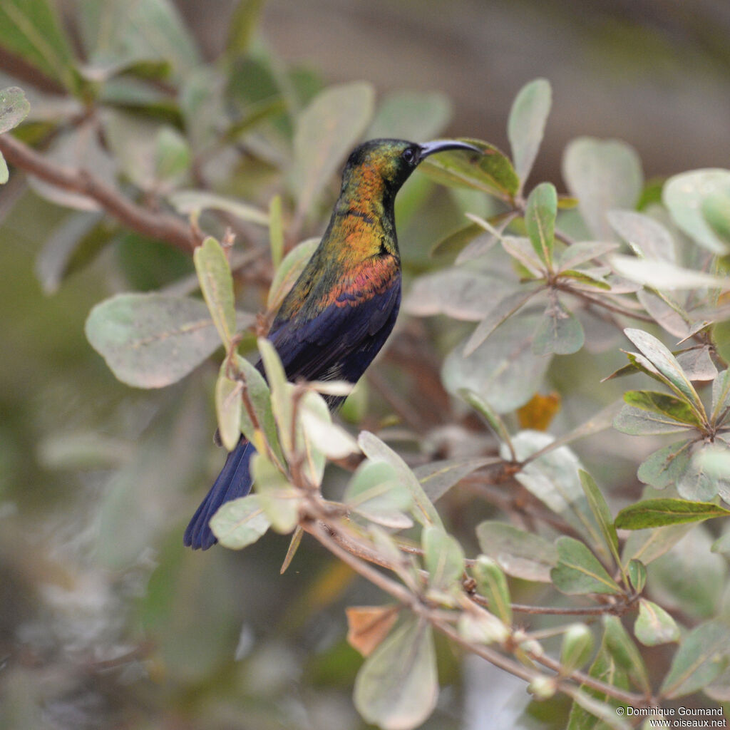 Copper Sunbird male adult, identification