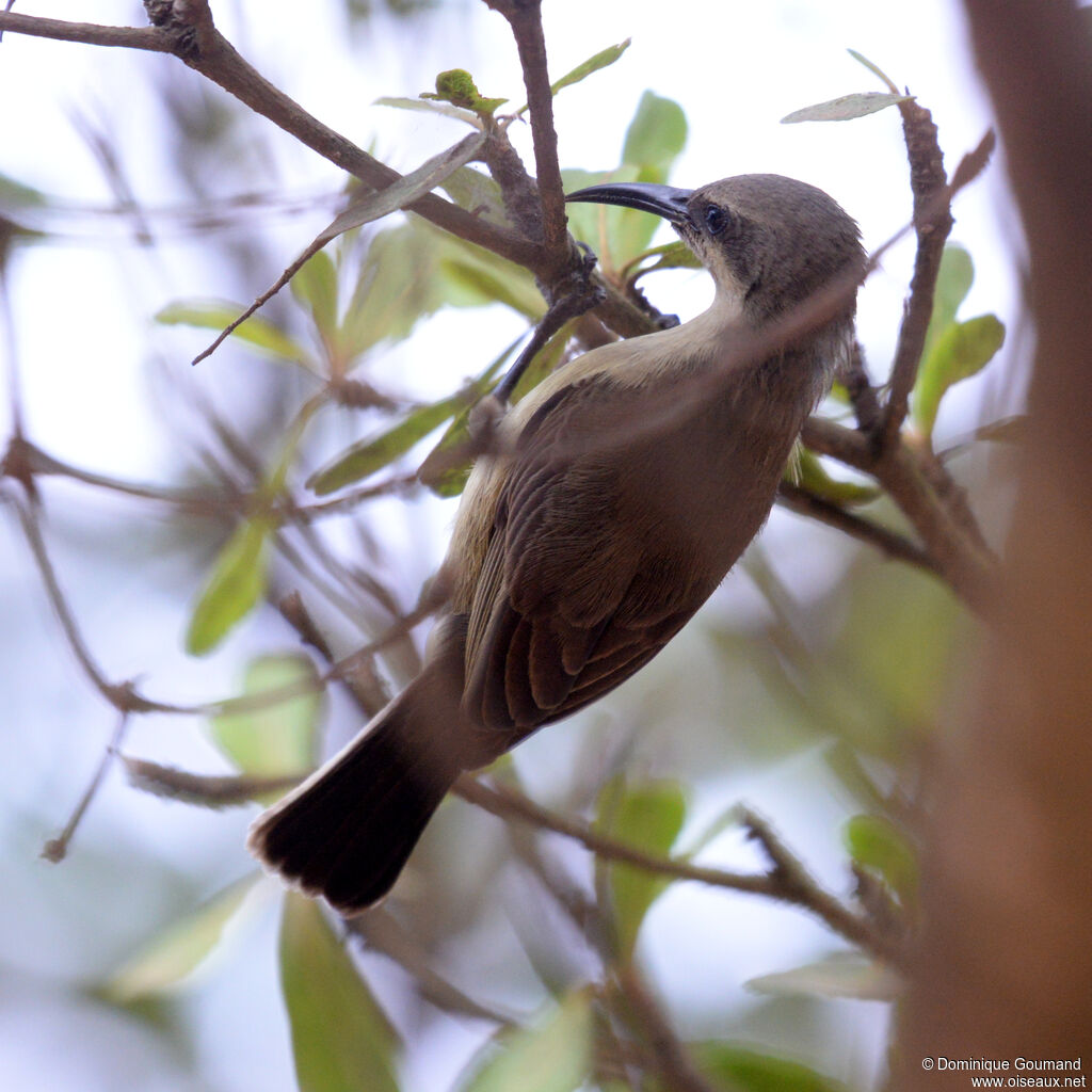 Copper Sunbird female adult, identification