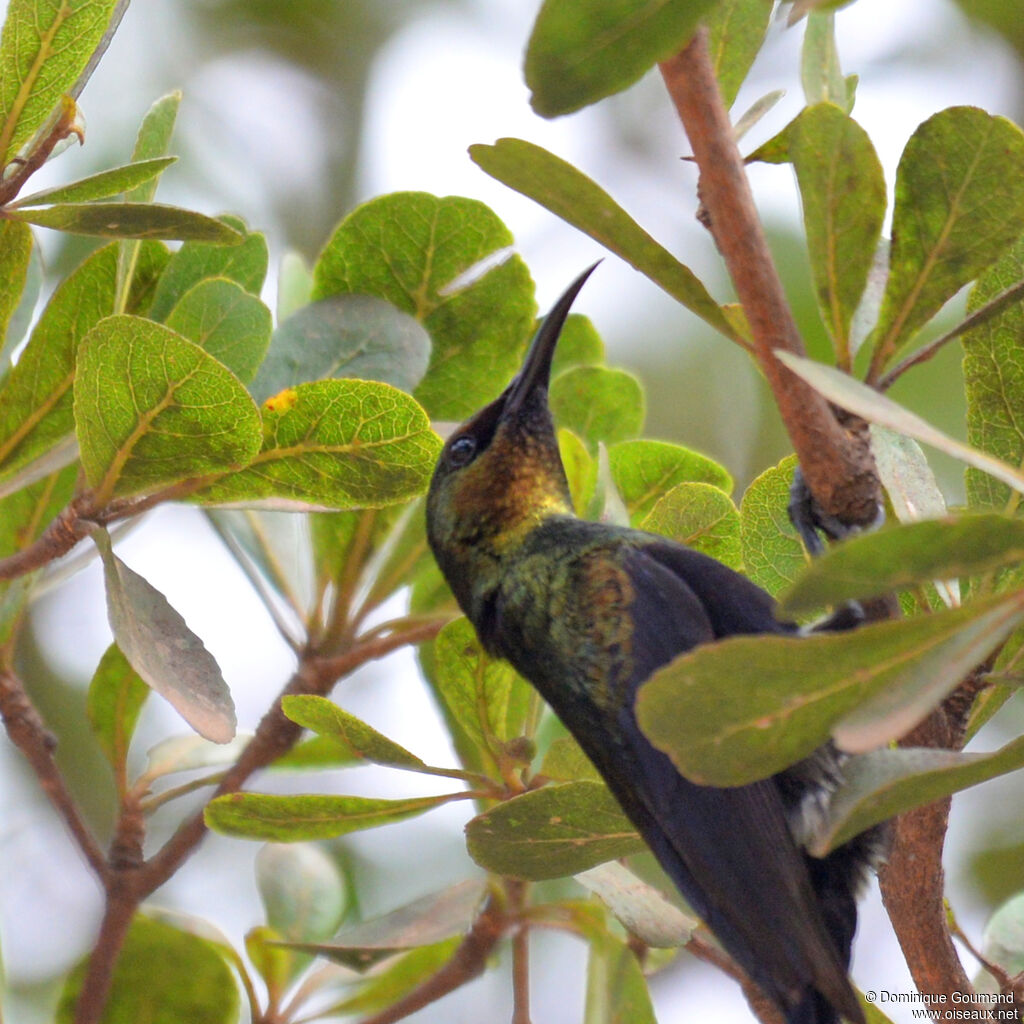 Copper Sunbird male adult, close-up portrait