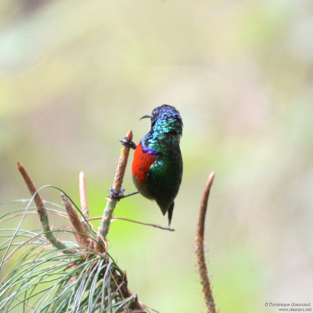 Northern Double-collared Sunbird male adult, identification