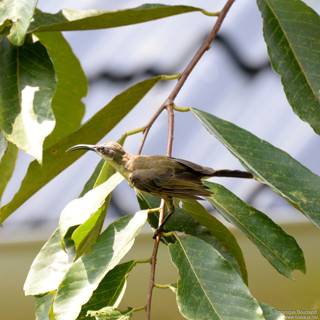 Olive Sunbirdadult, identification