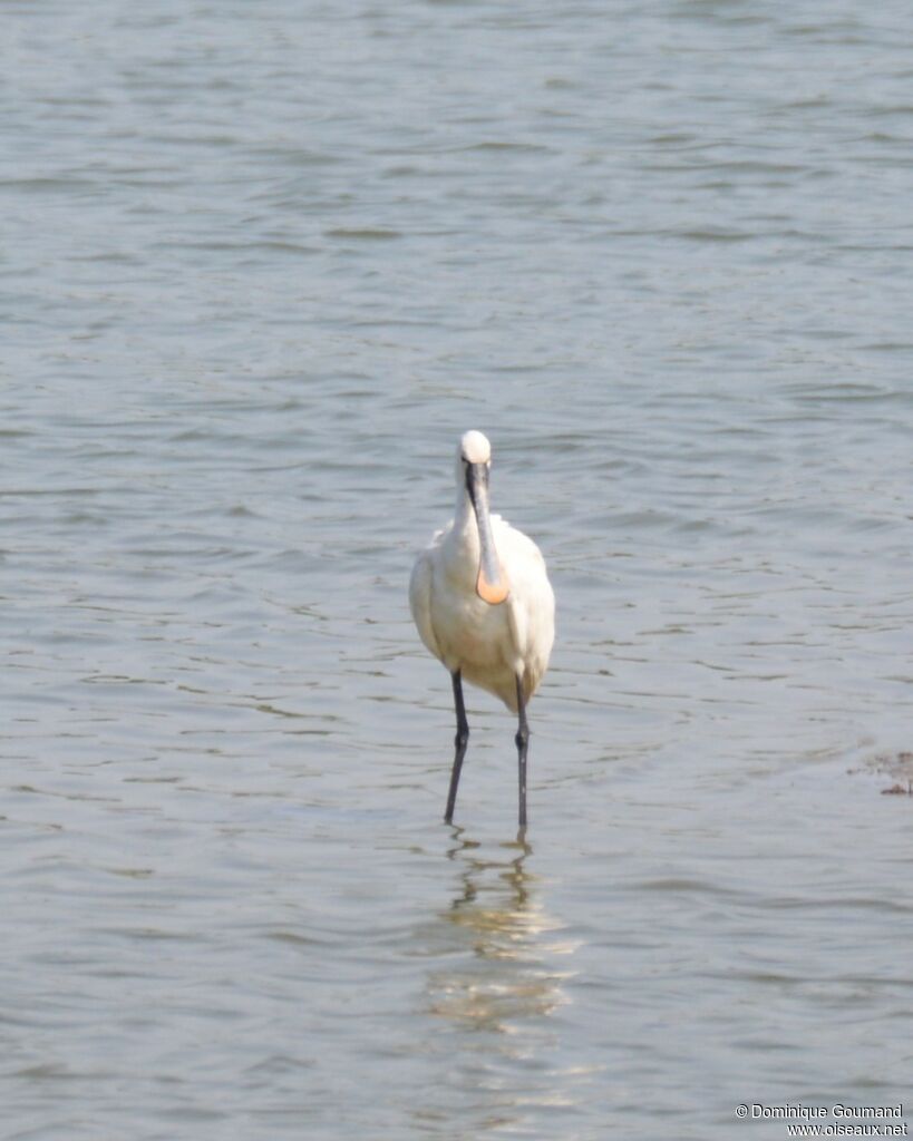 Eurasian Spoonbilladult