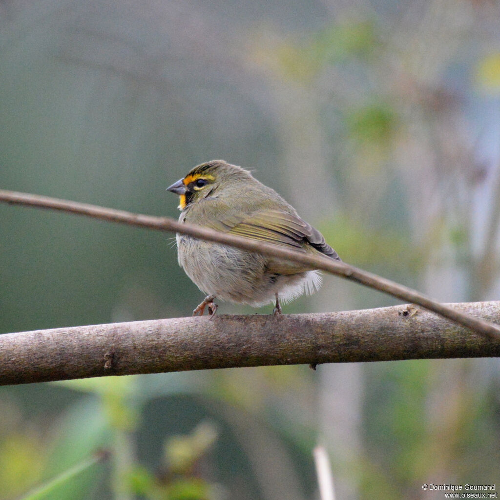 Sporophile grand-chanteur - Tiaris grand-chanteur<br /> mâle adulte, identification
