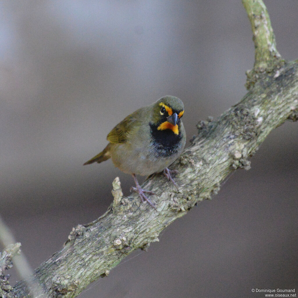 Sporophile grand-chanteur - Tiaris grand-chanteur<br /> mâle adulte, identification