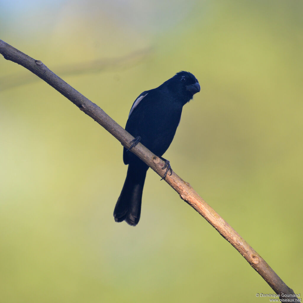 Sporophile négrito - Pèrenoir négrito<br />adulte, identification