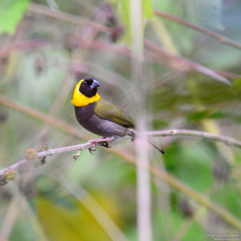 Sporophile petit-chanteur