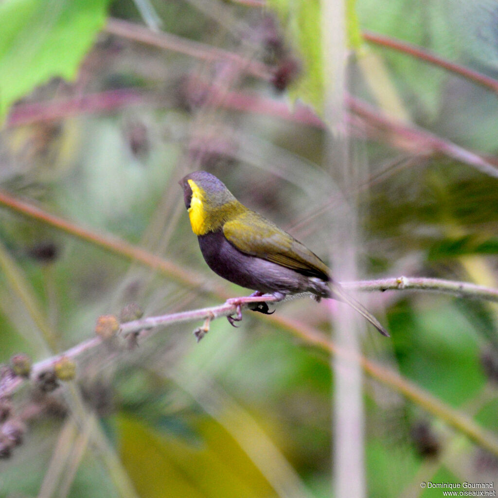 Sporophile petit-chanteur