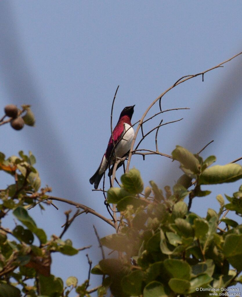 Violet-backed Starling male adult