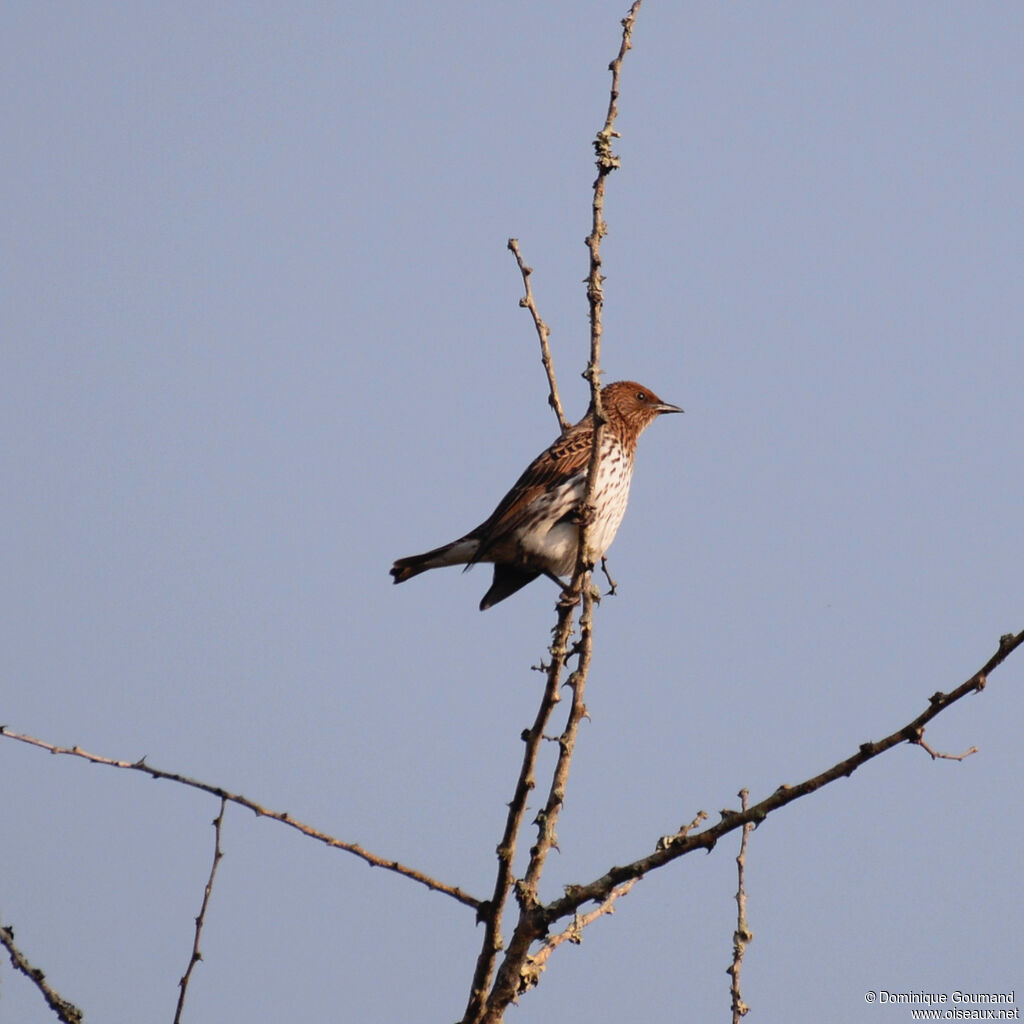 Violet-backed Starling female adult, identification