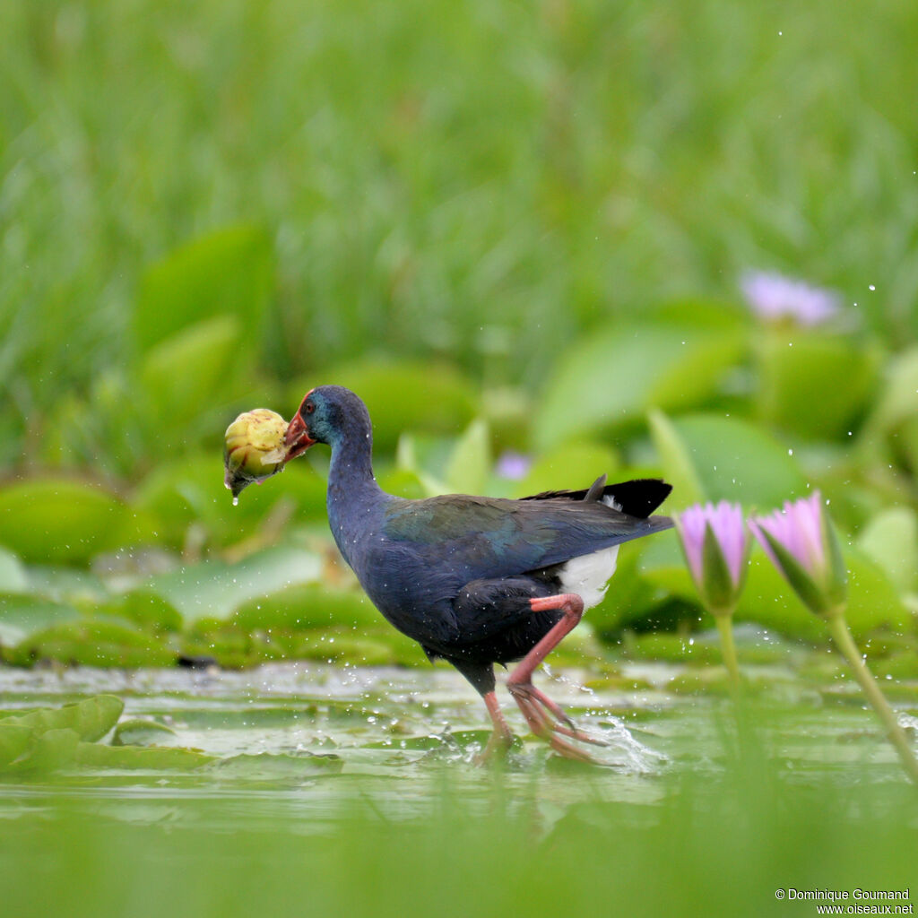 Talève sultaneadulte, identification, mange
