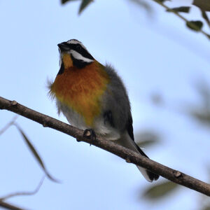 Tangara à tête rayée