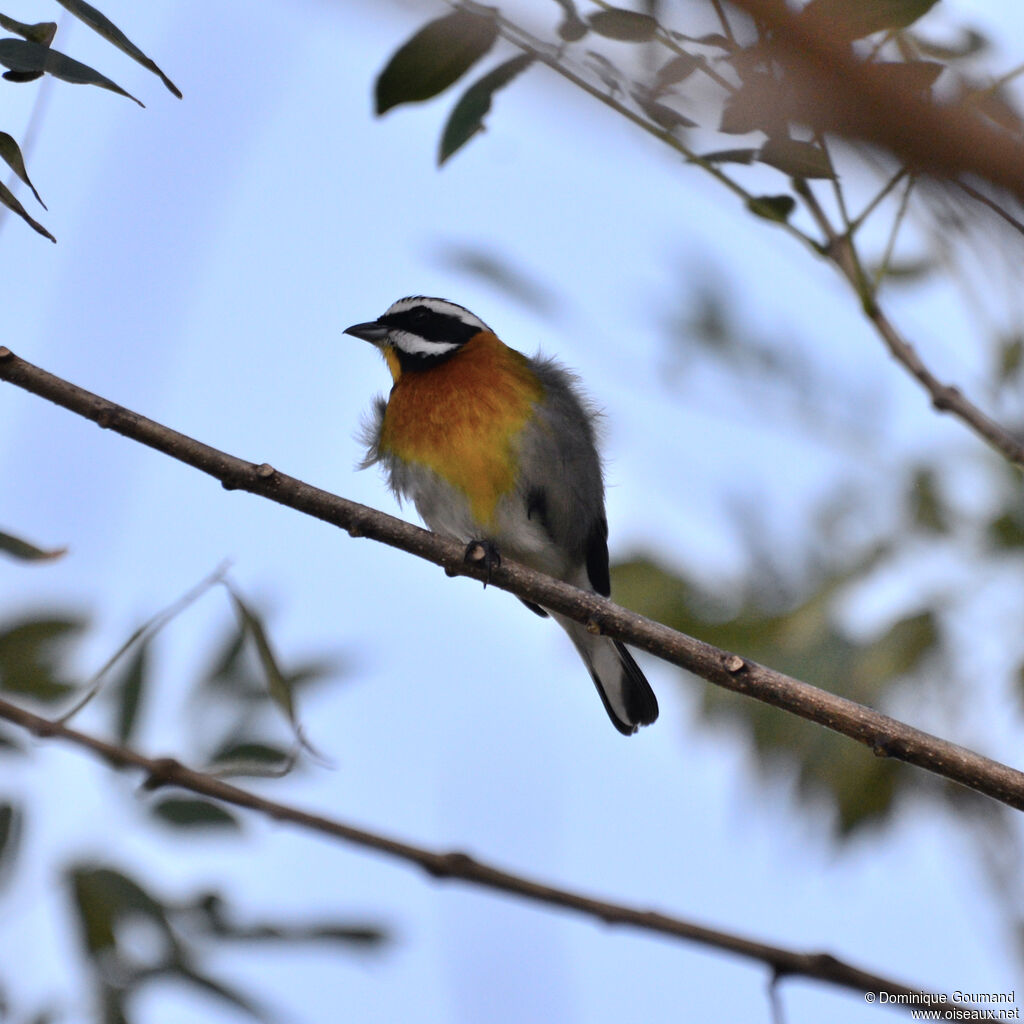 Tangara à tête rayée - Zéna à tête rayée<br /> mâle adulte, identification