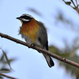 Tangara à tête rayée