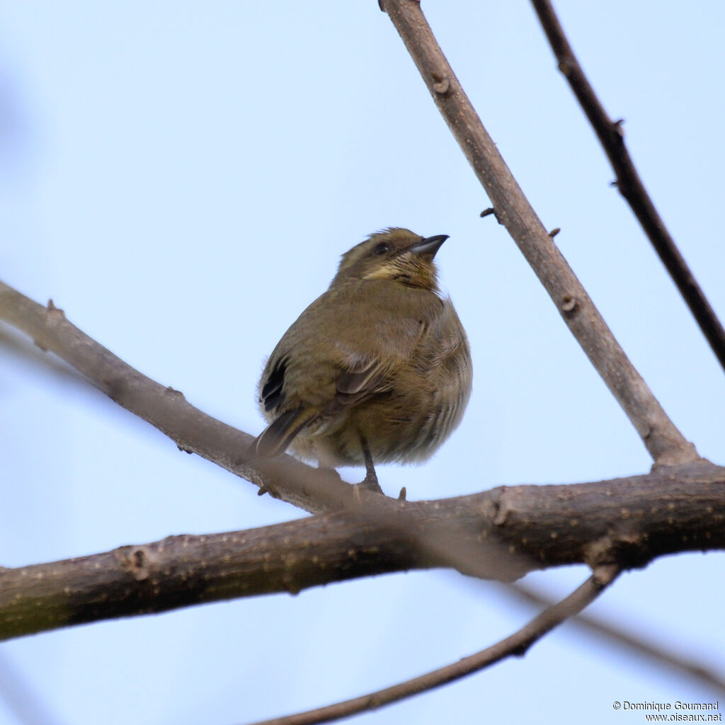 Tangara à tête rayée