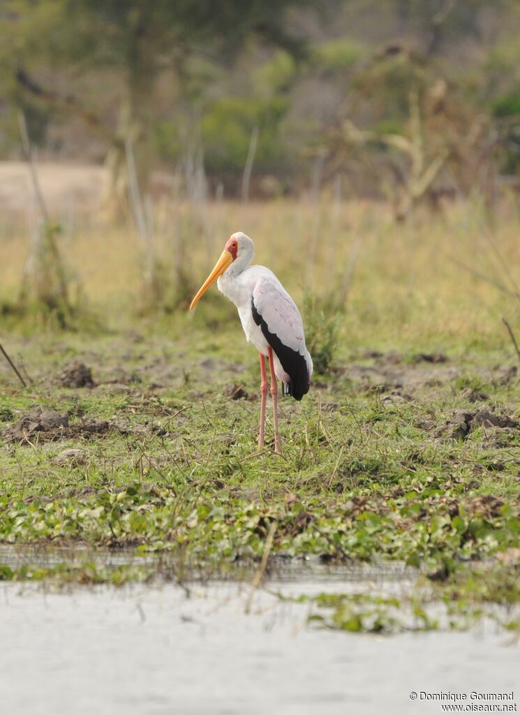 Tantale ibis