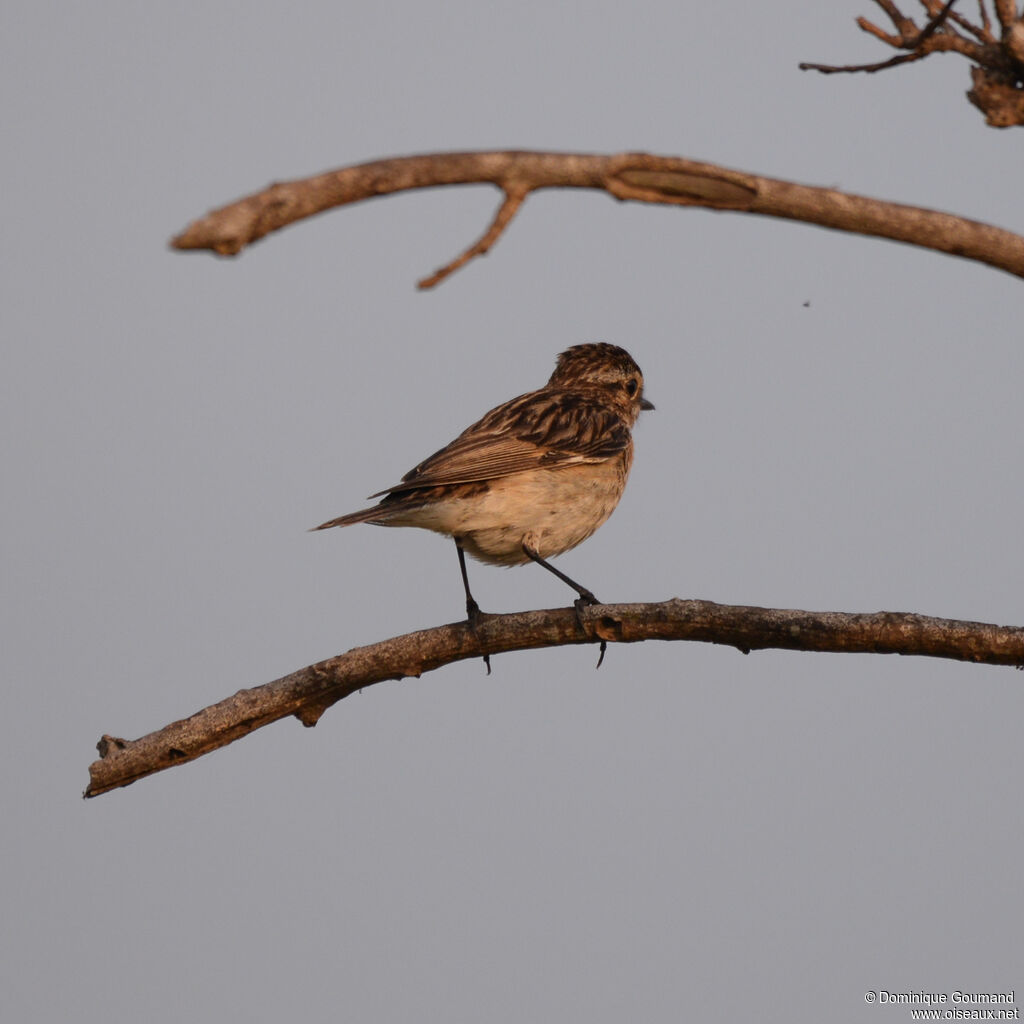 Whinchat female adult, identification
