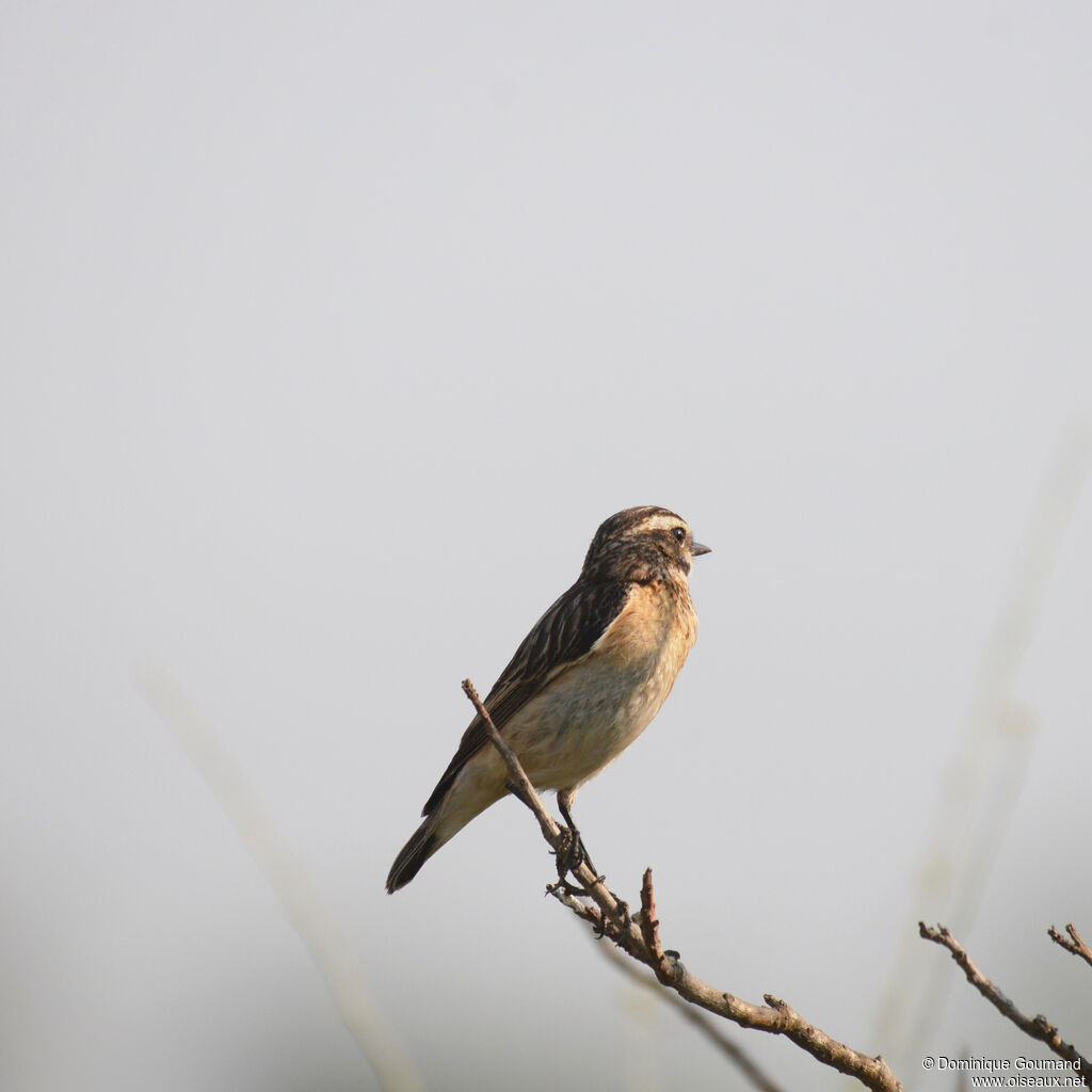 Whinchat female adult, identification