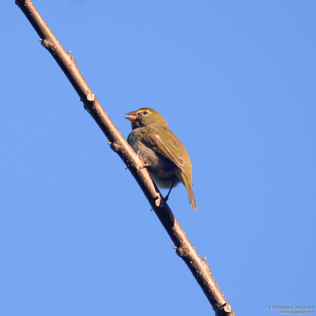 Yellow-faced Grassquit