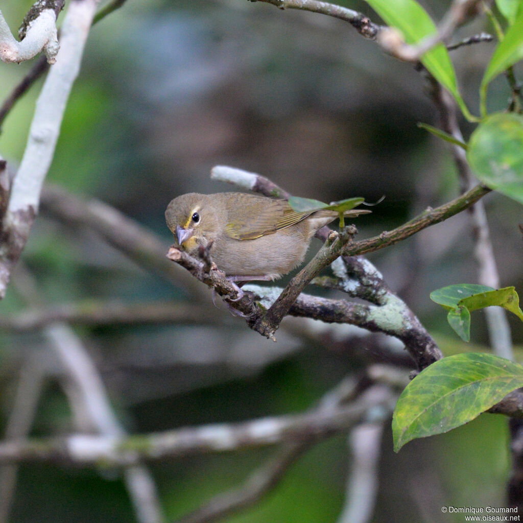 Yellow-faced Grassquit