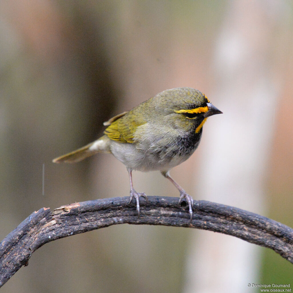 Yellow-faced Grassquit