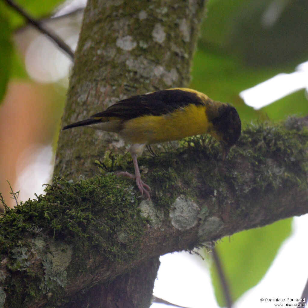 Brown-capped Weaver female adult
