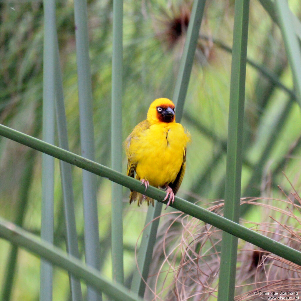 Northern Brown-throated Weaver male adult, identification