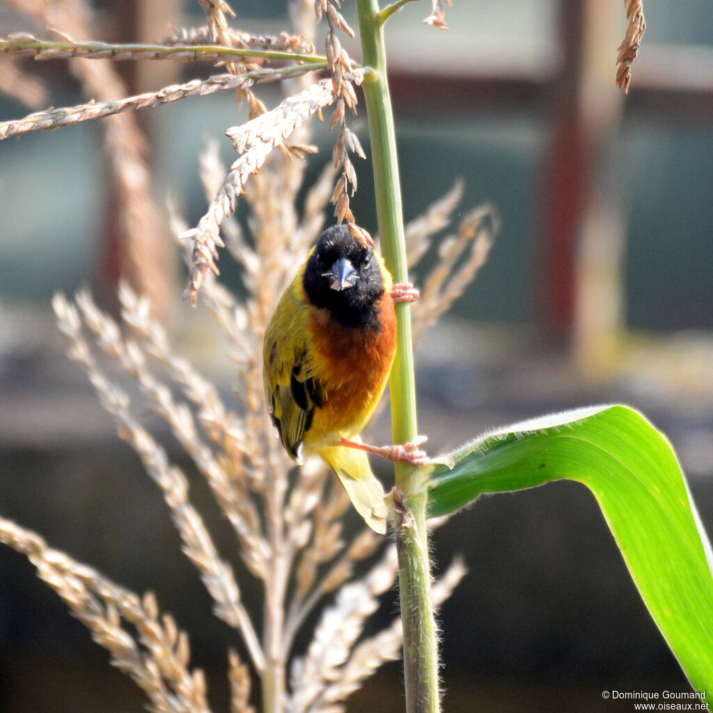 Black-headed Weaver male adult, identification