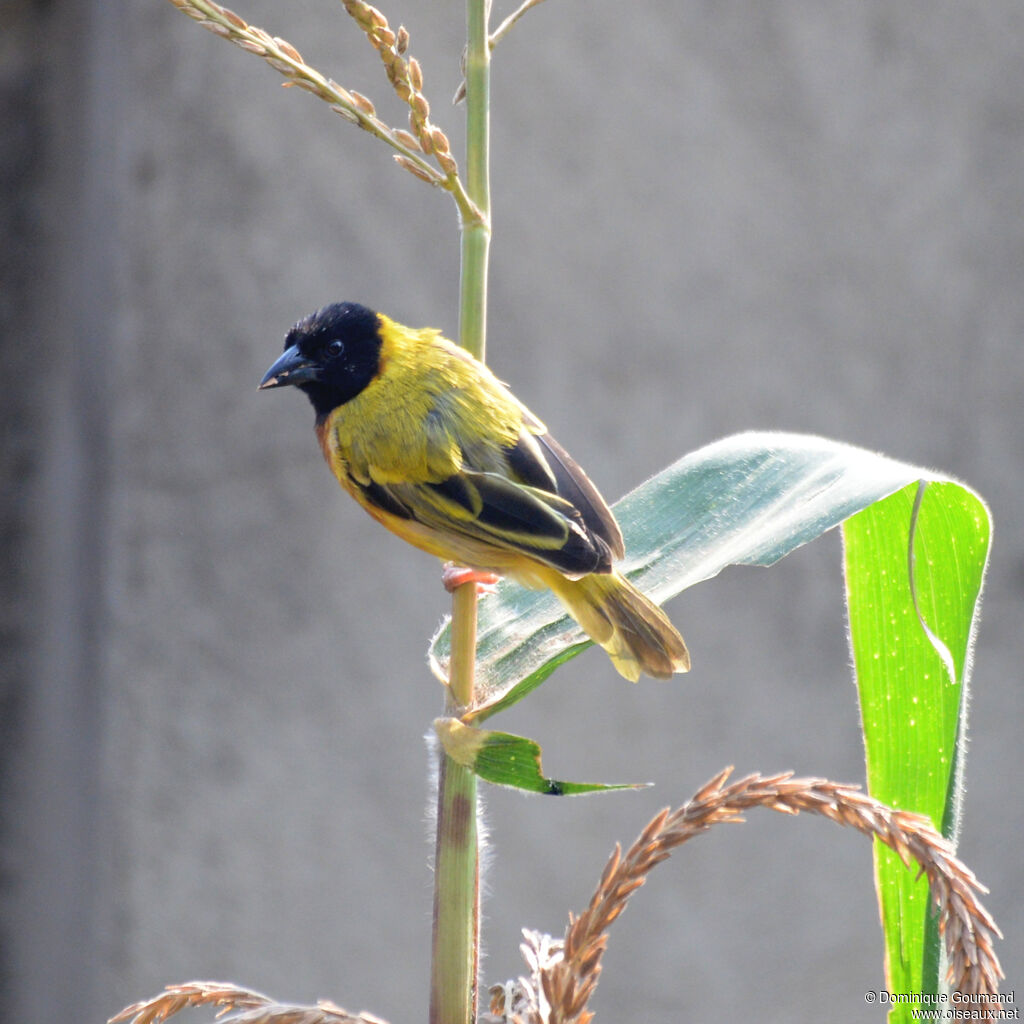 Black-headed Weaver male adult, identification