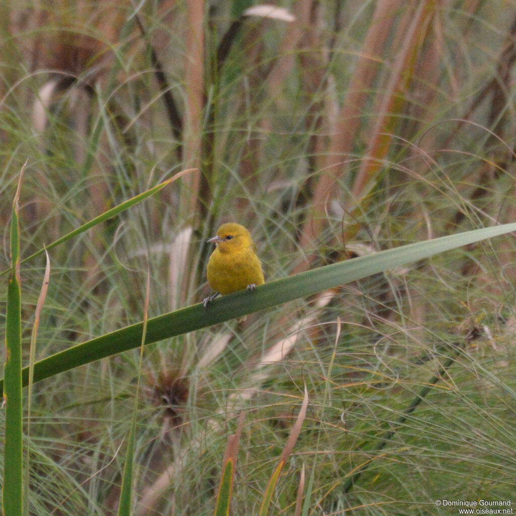 Slender-billed Weaver female adult, habitat