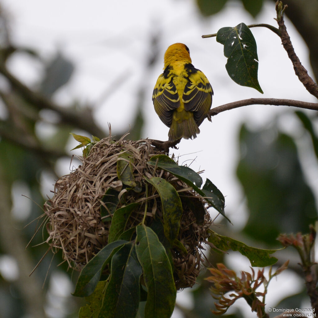 Village Weaver male adult, habitat