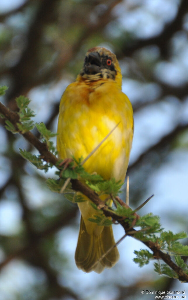 Village Weaver male adult transition