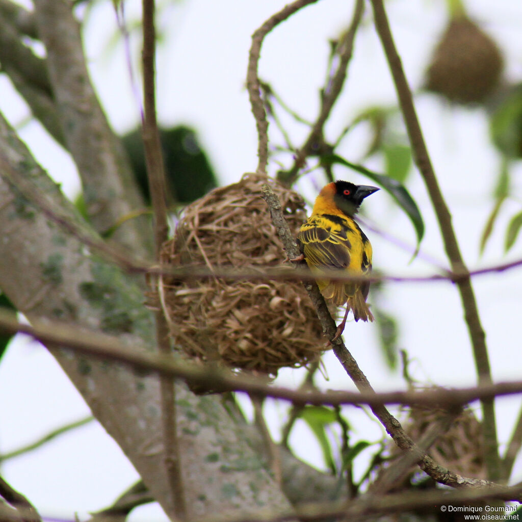 Village Weaver male adult, habitat, Reproduction-nesting