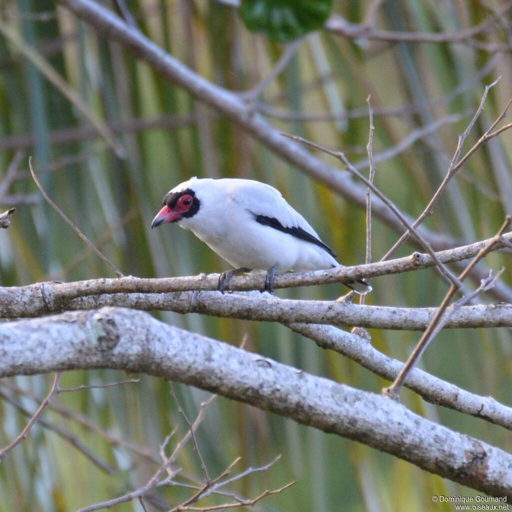 Masked Tityra male adult