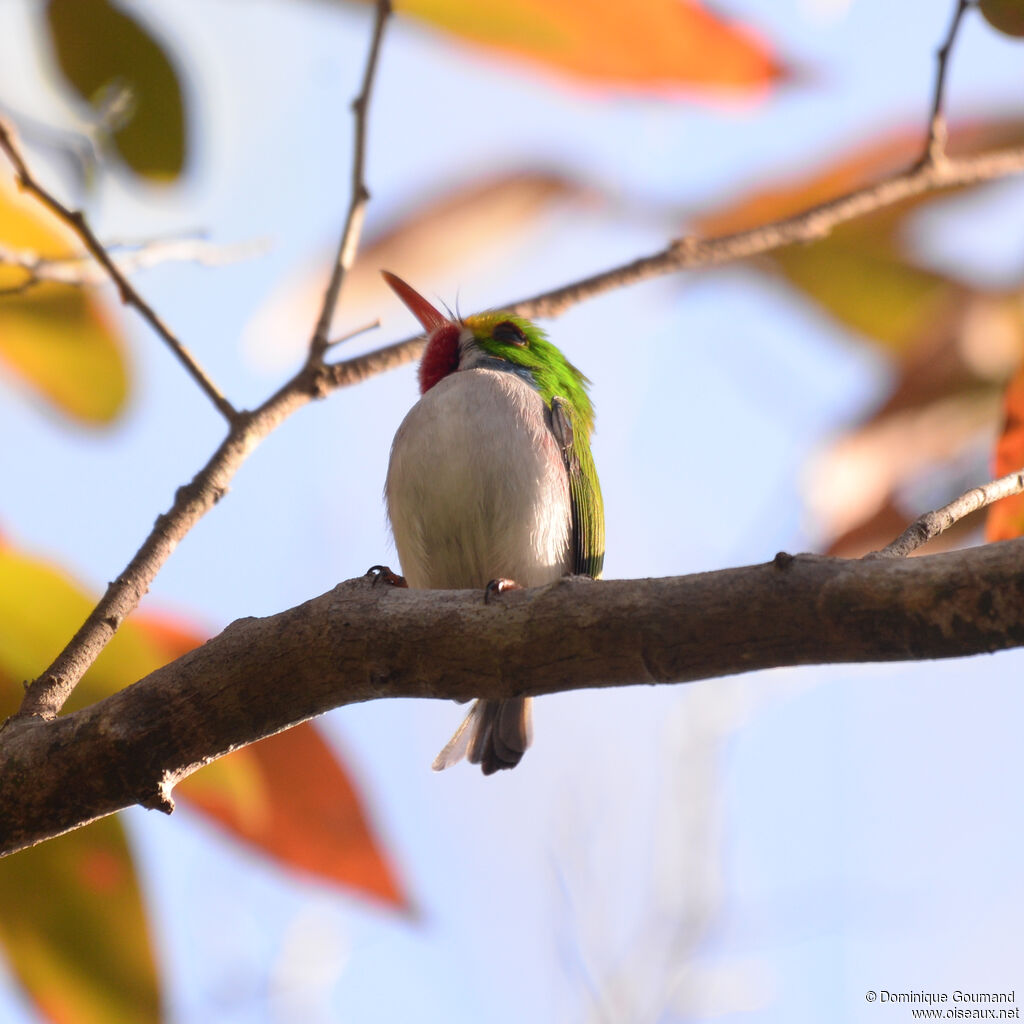 Todier de Cubaadulte, identification